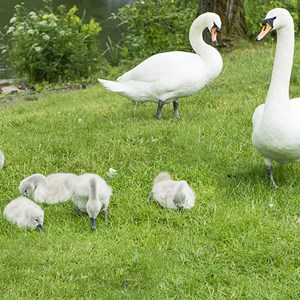 Newport RSPB Wildlife Centre